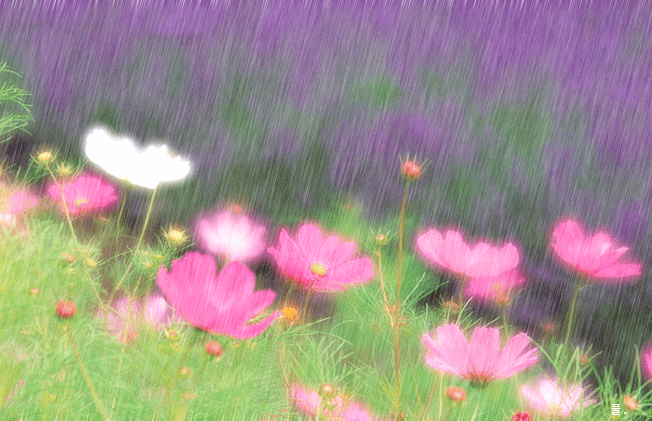 Chuva perturbando as florezinhas